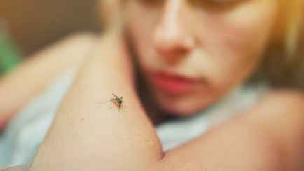 Как не расчесать комариный укус? Этот овощ, растения и продукт быстро снимут отёк и зуд