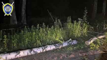 Под Могилёвом упавшее в грозу дерево насмерть придавило 5-летнюю девочку