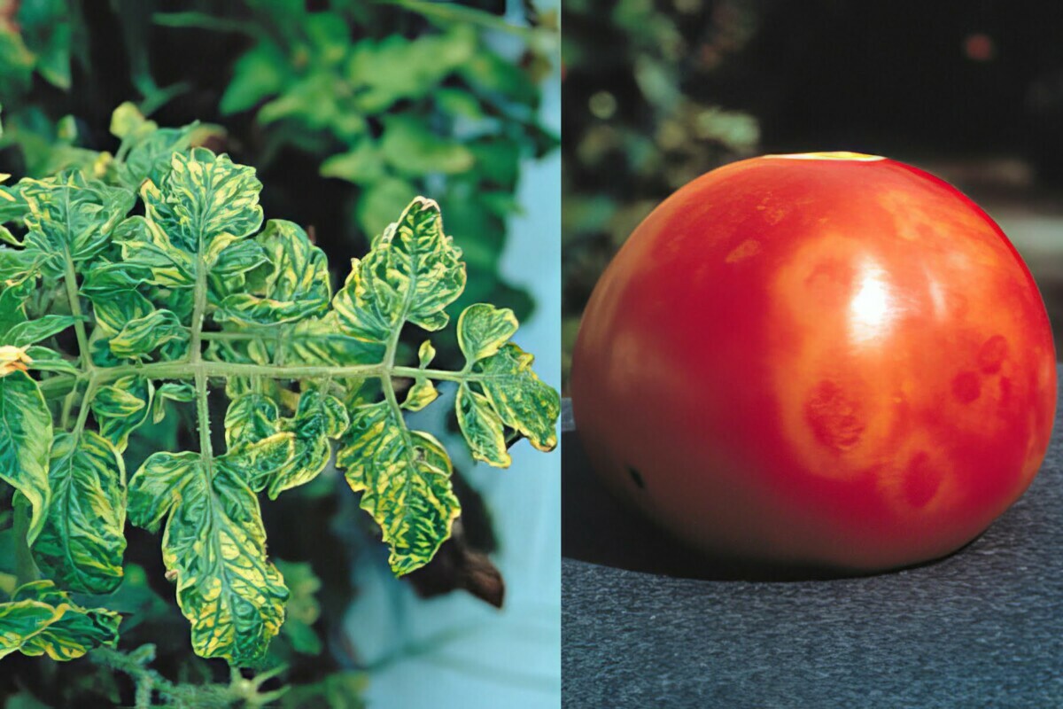Как нельзя бороться с тлёй на помидорах? Этот популярный способ может уничтожить весь урожай