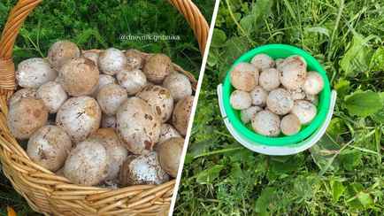 В белорусских лесах начался сезон грибов-«срамотников», которые «можно есть сырыми». Как влияет на потенцию?