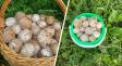 В белорусских лесах начался сезон грибов-«срамотников», которые «можно есть сырыми». Как влияет на потенцию?