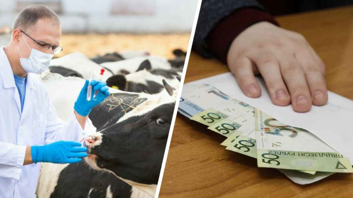 На Гродненщине главный ветврач брал взятки, пока отбывал наказание по "уголовке". Что решил суд?