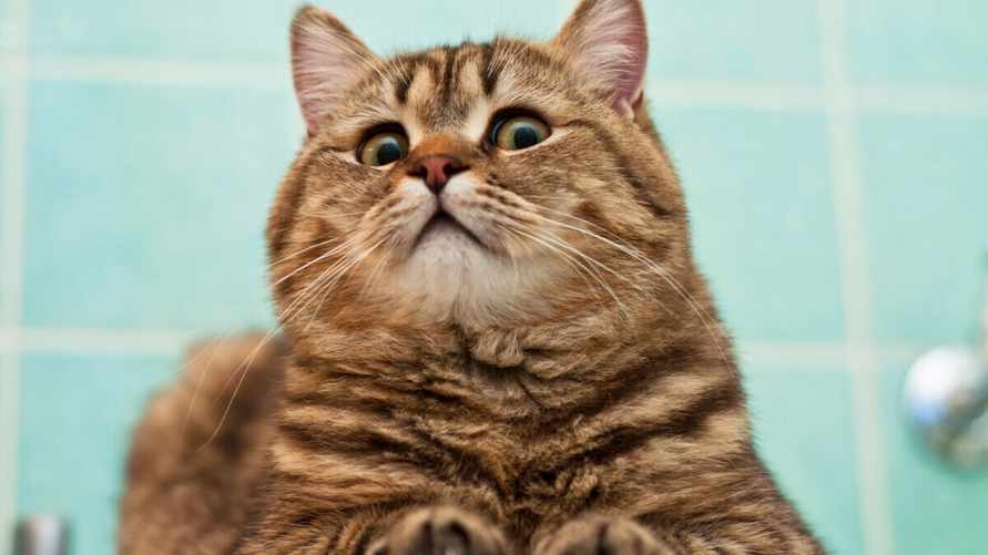 Эту "смертельную ловушку" для кошек оставляют почти все хозяева. Что нужно делать перед выходом из дома?