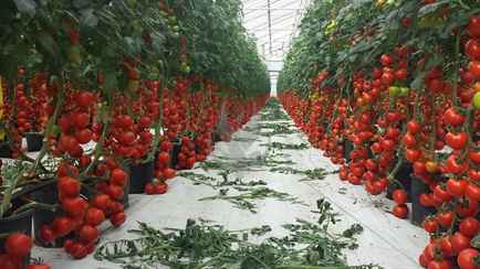 Как продлить обильный урожай помидоров до осени? Эта простая процедура поможет в середине августа. Каким томатам запрещена?