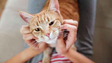 Когда нужно завести кошку? Вот какие заболевания поможет преодолеть этот питомец