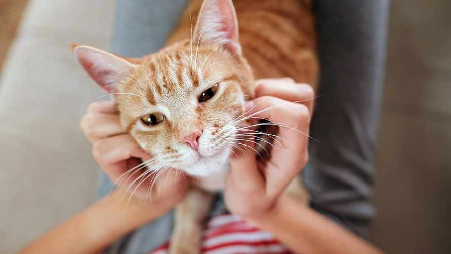 Когда нужно завести кошку? Вот какие заболевания поможет преодолеть этот питомец