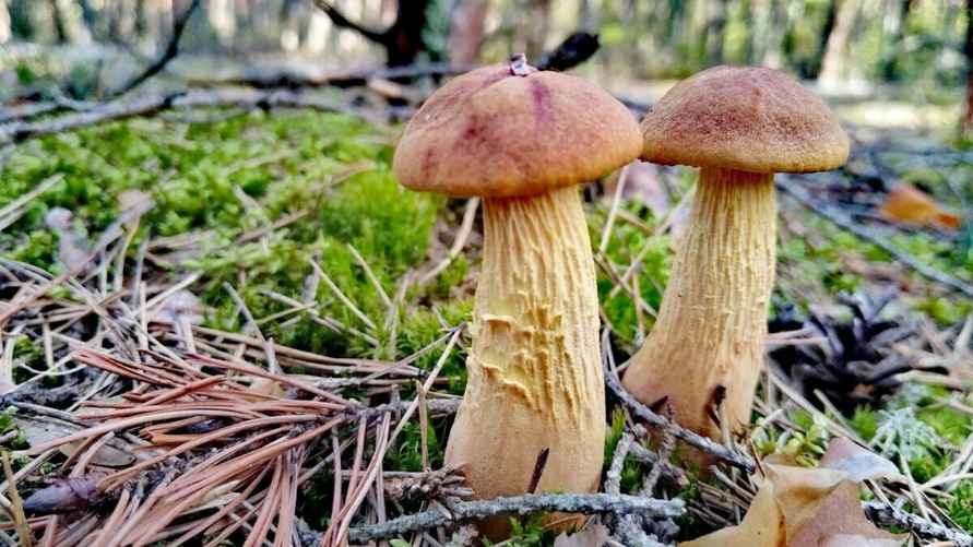 Фото: «Грибы: Грибные войска Беларуси»