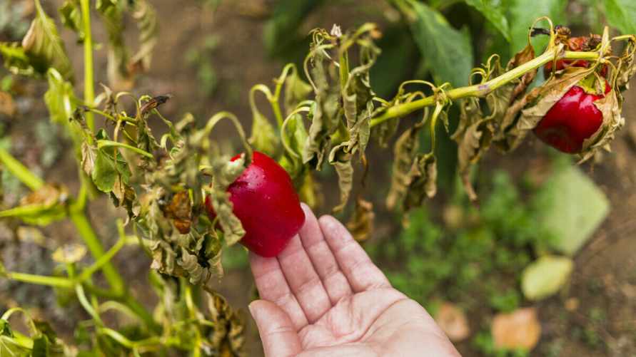 Почему перцы перестали расти и пожелтели? Эти 2 продукта помогут спасти урожай