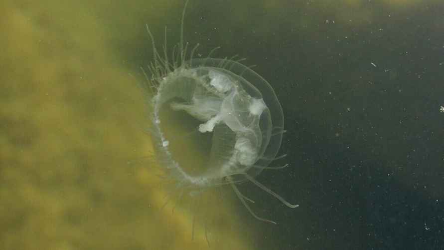 Пресноводная медуза краскедапуста соверби