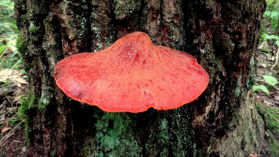 Трутовик розовый