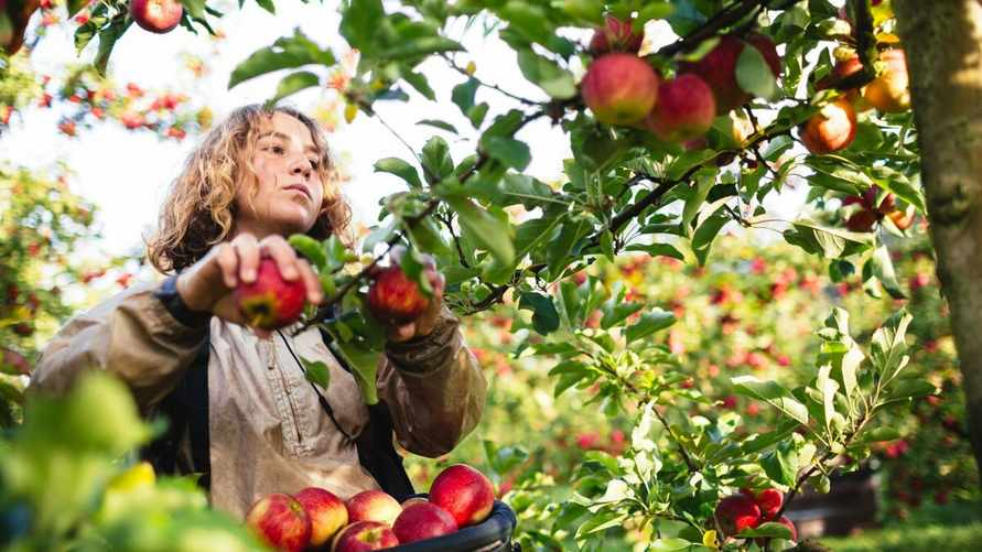 Эти 7 признаков укажут на то, что яблоки точно созрели. Дело совсем не в цвете