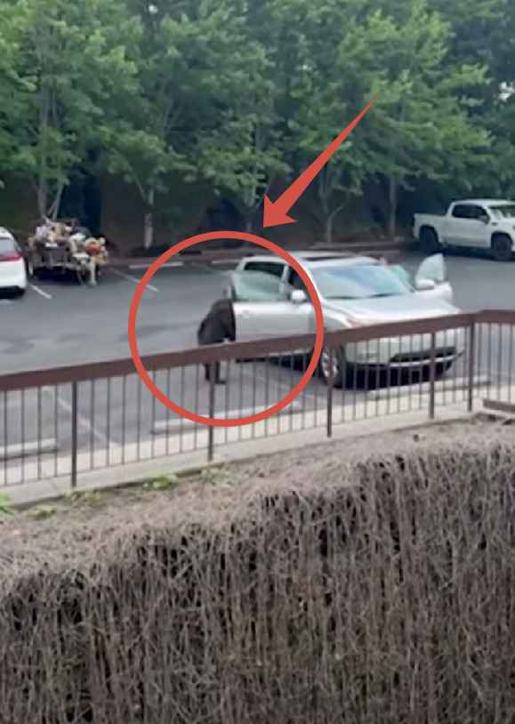 "Он открыл дверь!" — Появилось видео, как медведь забрался в машину. Что было дальше?