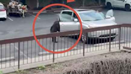 «Он открыл дверь!» — Появилось видео, как медведь забрался в машину. Что было дальше?