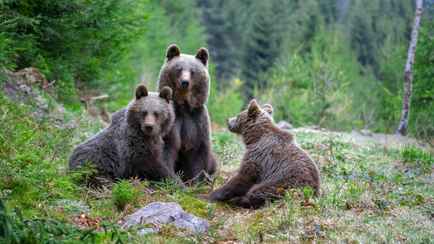 «Крик из фильма ужасов» — Белоруска нарвалась в лесу на 3 медведей сразу. Что было дальше?