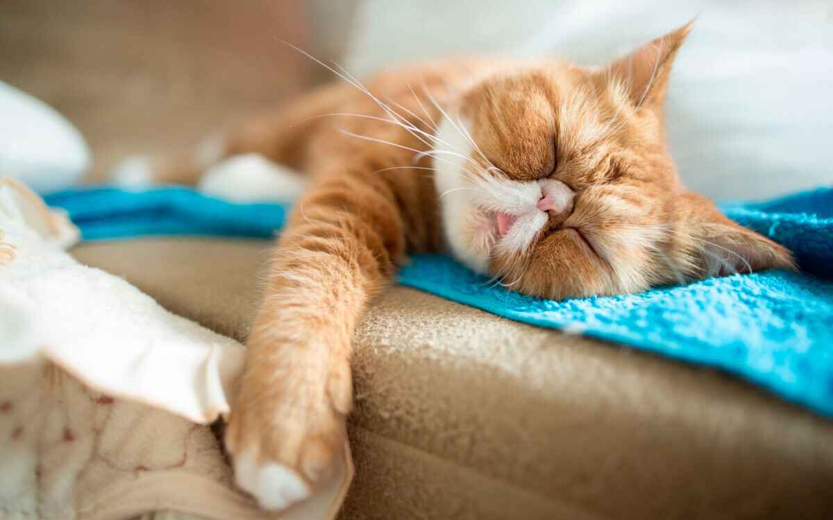 Как белорусам отметить Международный день лени? Нашли 7 способов насладиться ничегонеделанием