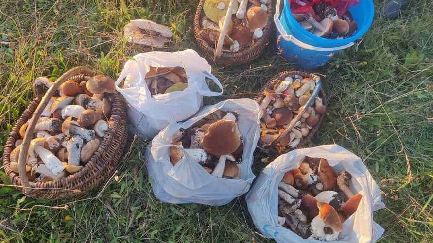 Фото: «Грибы: Грибные войска Беларуси»