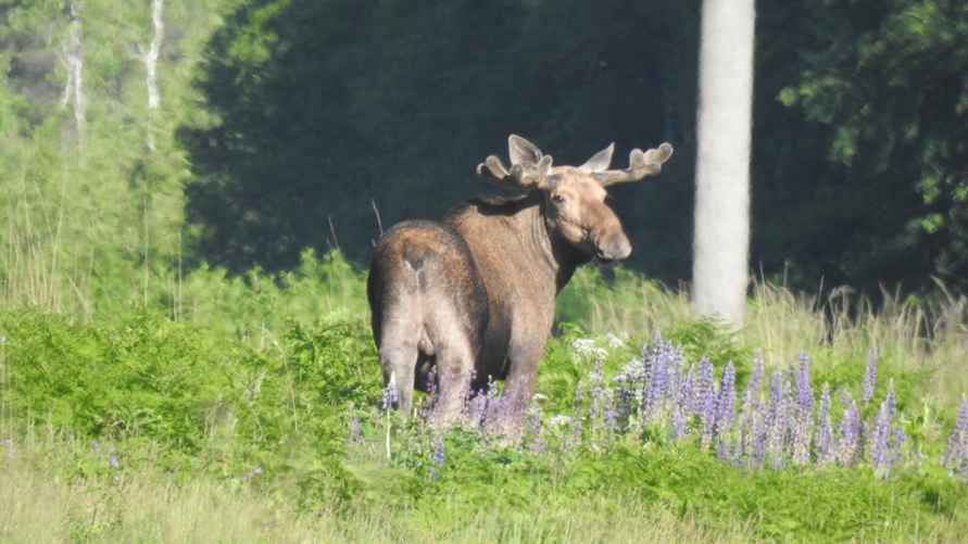 Фото: Березинский биосферный заповедник