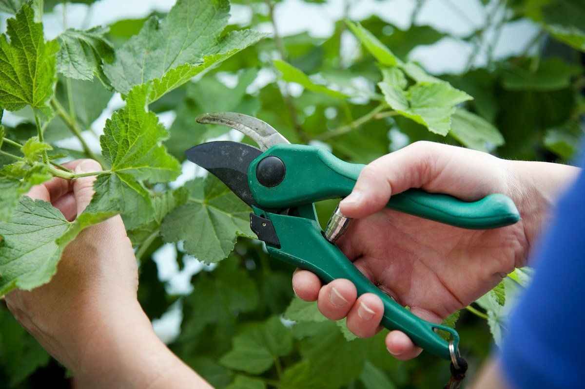 Что делать белорусам на огороде и в саду в августе? Растения отблагодарят обильным урожаем