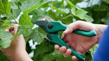 Что делать белорусам на огороде и в саду в августе? Растения отблагодарят обильным урожаем