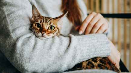 Умеют ли кошки скорбеть? Учёные провели исследование, которое опровергло ранние утверждения