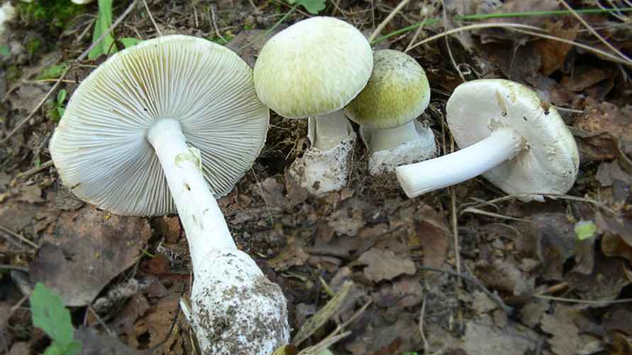 Бледная поганка