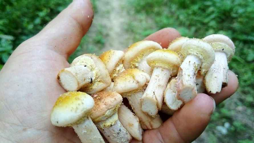 Фото: паблик "Грибы: Грибные войска Беларуси"