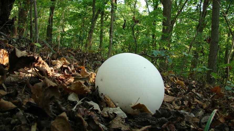 Гриб головач гигантский