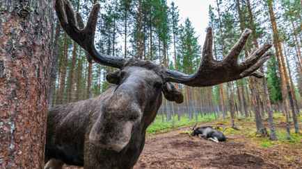 Минлесхоз попросил белорусов быть осторожными с лосями в августе. Что случилось?