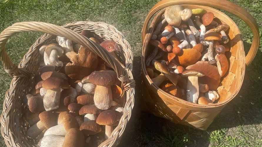 Урожай грибов из Вилейского района. Фото: паблик "Грибы: Грибные войска Беларуси"