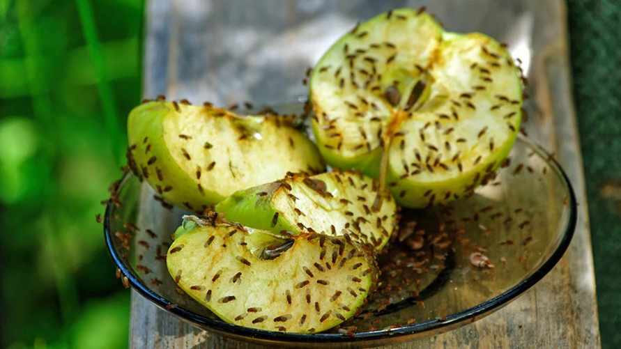 Как быстро избавиться от плодовых мошек в доме за 0 копеек? Вот как сделать самодельные ловушки