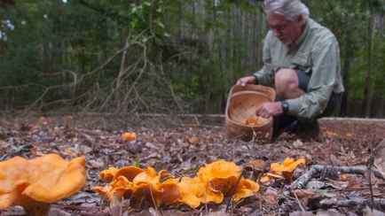 Грибник обратился к белорусам с мольбой не совершать «варварскую» ошибку