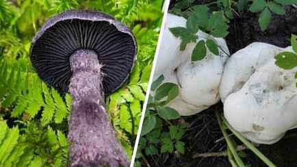 Ученые нашли в белорусских лесах гигантский шампиньон и фиолетовый паутинник. А есть их можно?