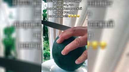 «Подозрение, что черри» — Белорусы похвалились в TikTok выращенными в 2024 году арбузами