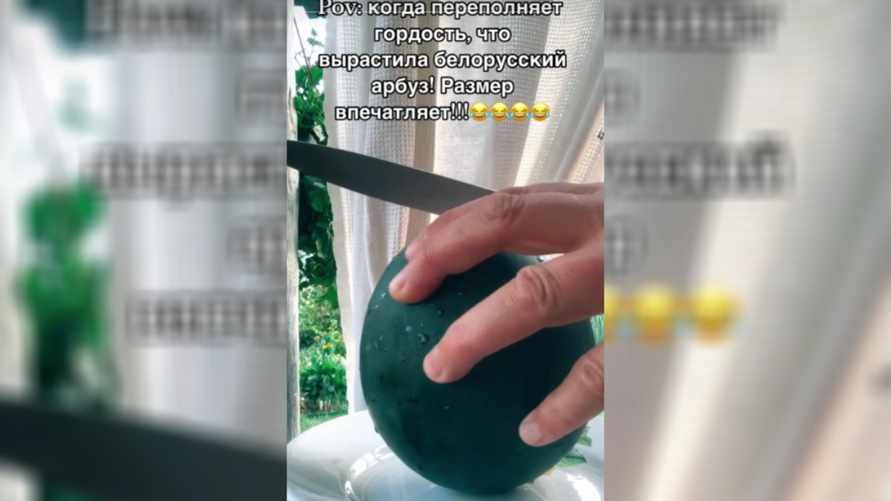 "Подозрение, что черри" — Белорусы похвалились в TikTok выращенными в 2024 году арбузами