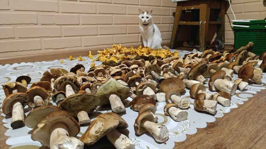 Урожай грибов из Витебской области (Чашники). Фото: паблик "Грибы: Грибные войска Беларуси"