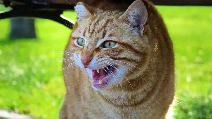 Фото иллюстрационное