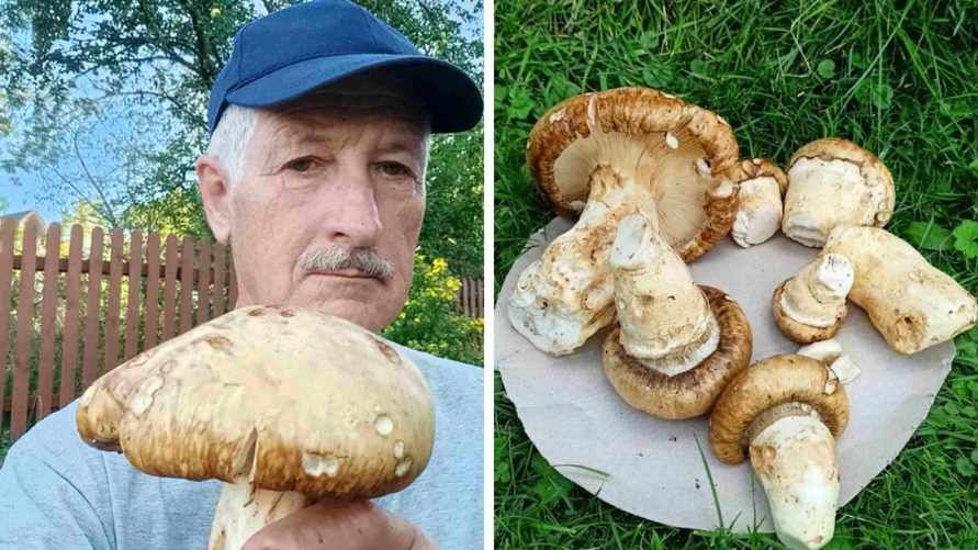 В Польше нашли редкий гриб-рядовку, который стоит 2 тыс. долларов. Где растет в Беларуси?