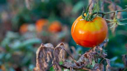 Как спасти помидоры в жару? Эта домашняя подкормка из 3 ингредиентов укрепит томаты и не допустит фитофтороза