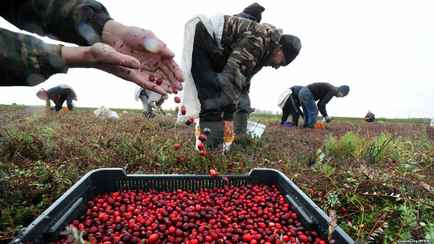В Беларуси озвучили даты сбора брусники и клюквы в областях. Когда можно?