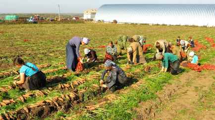 50 рублей в день. Белорусам предложили сезонную подработку в поле. Что нужно делать?