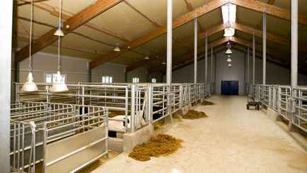 Госконтроль установил камеры в коровниках Гомельской области. Что там увидели?