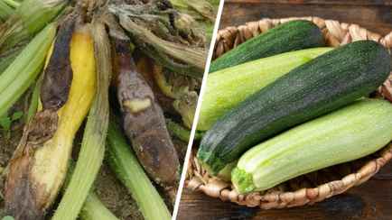 Почему гниют завязи и плоды кабачков? Вот как решить проблему без покупки дорогих средств