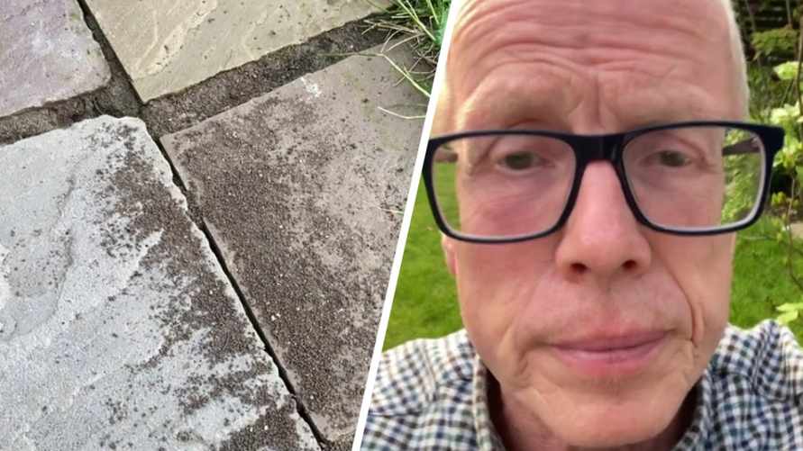 Как прогнать муравьев из сада и дома за 20 секунд? Понадобится продукт за 2,5 рубля