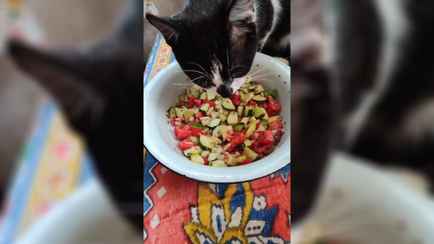 «Там же ж цыбуля!» — Кот-веган рассмешил сотни пользователей TikTok