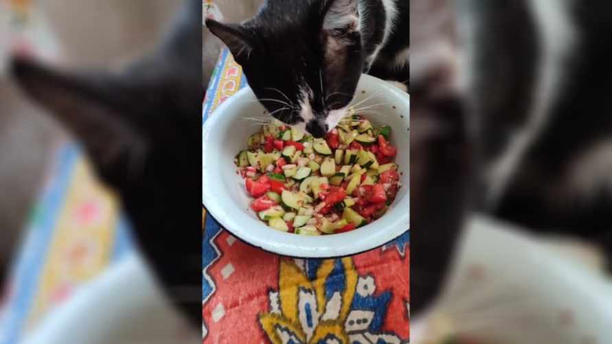 "Там же ж цыбуля!" - Кот-веган рассмешил сотни пользователей TikTok