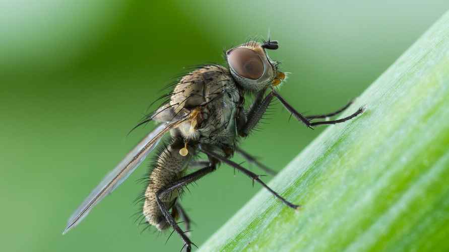 Луковая муха