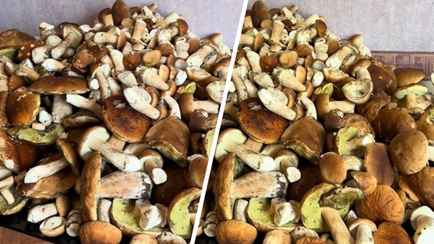 «Сейчас сознание потеряю» — Белоруска показала заваленный белыми грибами стол. Где собрала?