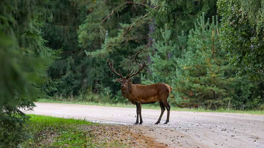 Фото: Березинский биосферный заповедник