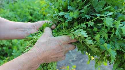 15 неочевидных причин включить петрушку в свой рацион. Сколько можно съедать в день?