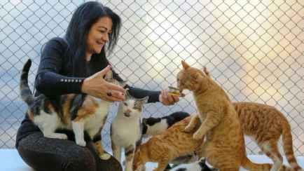 «Безумные кошатницы» существуют? Учёные выяснили, чем отличаются владельцы кошек и собак